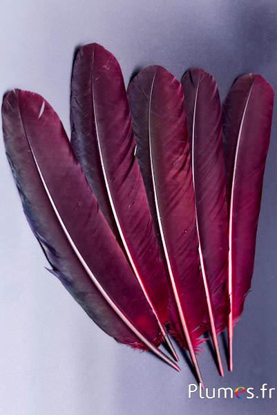 Paon bleu - 30-40 cm - bordeaux-brun